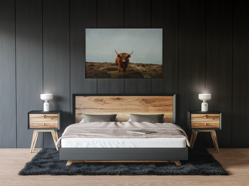 Highland Cow