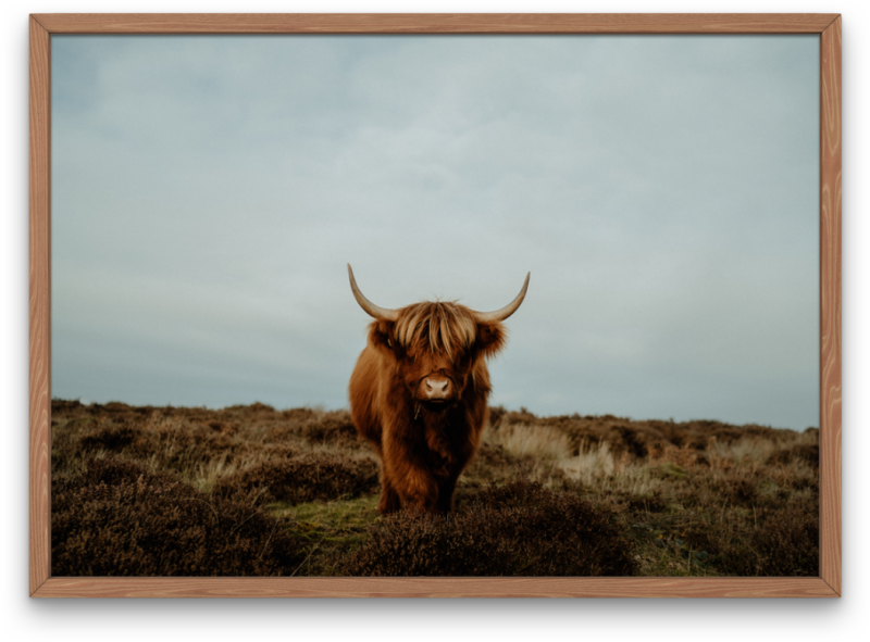 Highland Cow