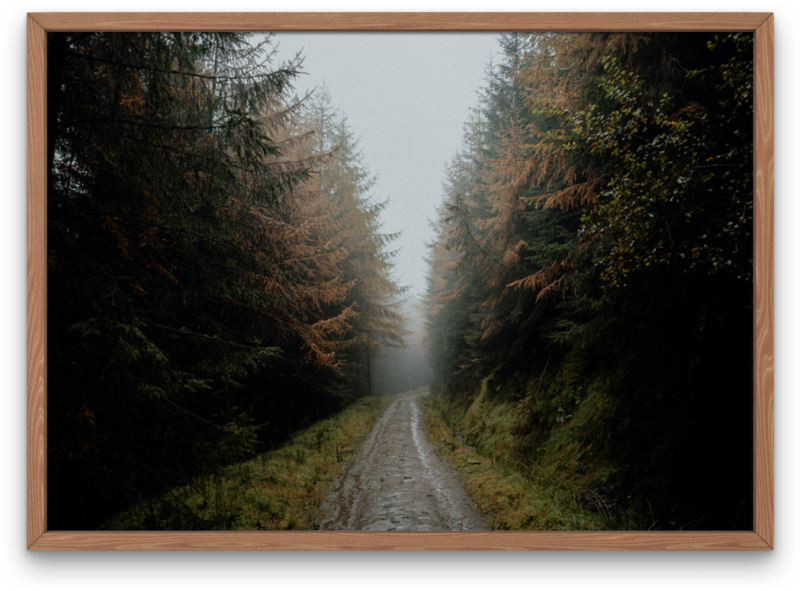 Autumn Mornings in the Forest