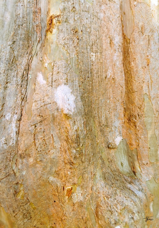 Charleston Tree Trunk