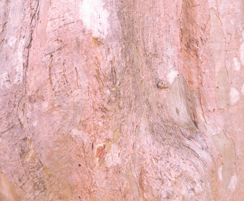 Charleston Tree Trunk Horizontal