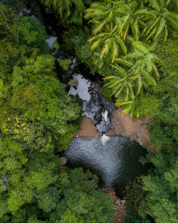 Jungle Oasis