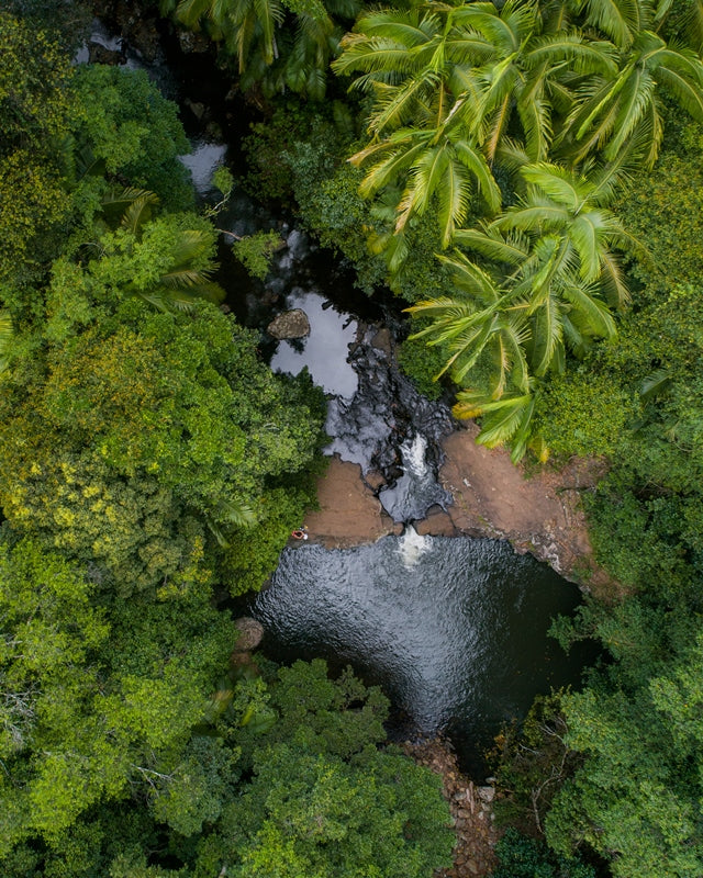 Jungle Oasis