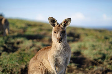 Kangaroo portrait