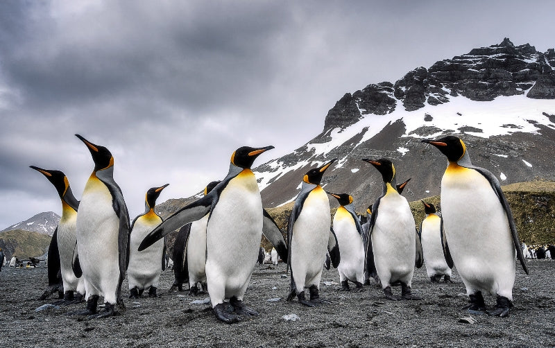 King Penguin Posse