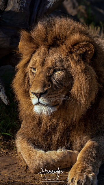 Kingly Gaze