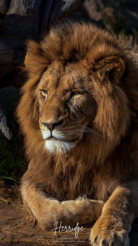Kingly Gaze