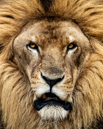 King of the Jungle