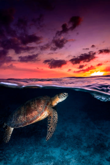 Kiss the Sunset