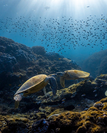 Kissing Turtles