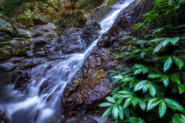 Kondalilla Falls