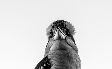 Kooka