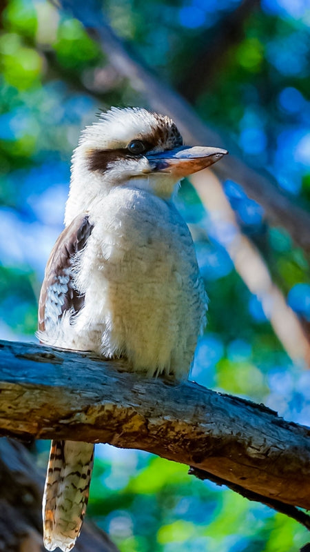 Kookaburra1