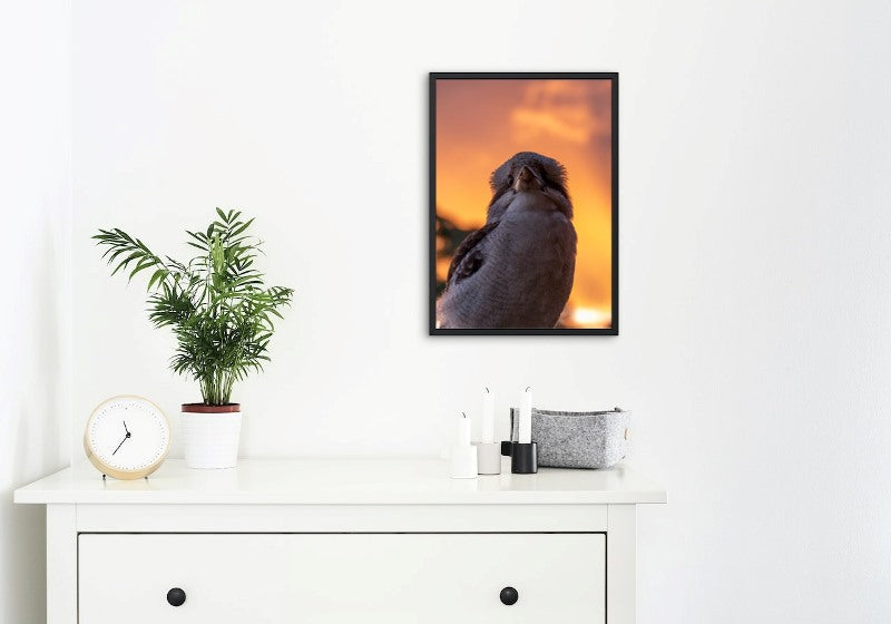 Kookaburra Sunset
