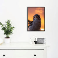 Kookaburra Sunset