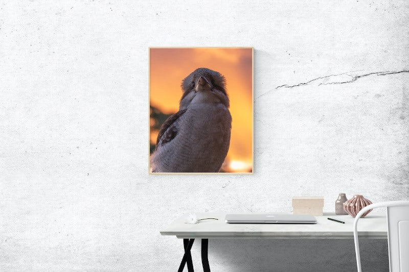 Kookaburra Sunset