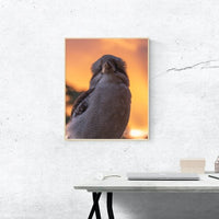 Kookaburra Sunset