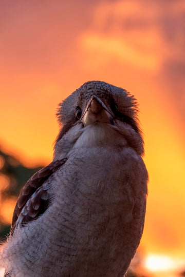 Kookaburra Sunset