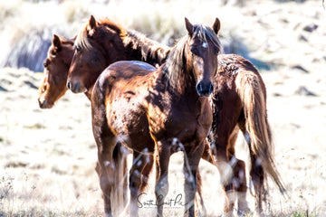 Kosciuszko Brumbies