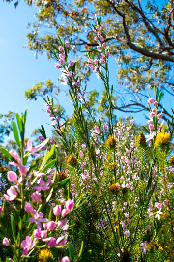 Ku-ring-gai Chase Wildflowers