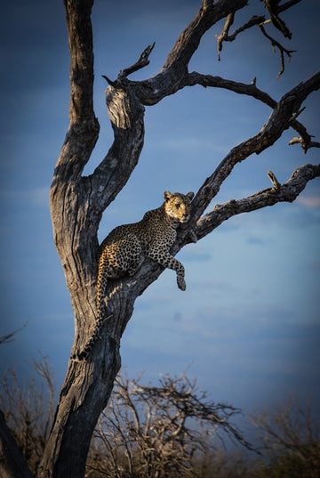 Leopard Lounging