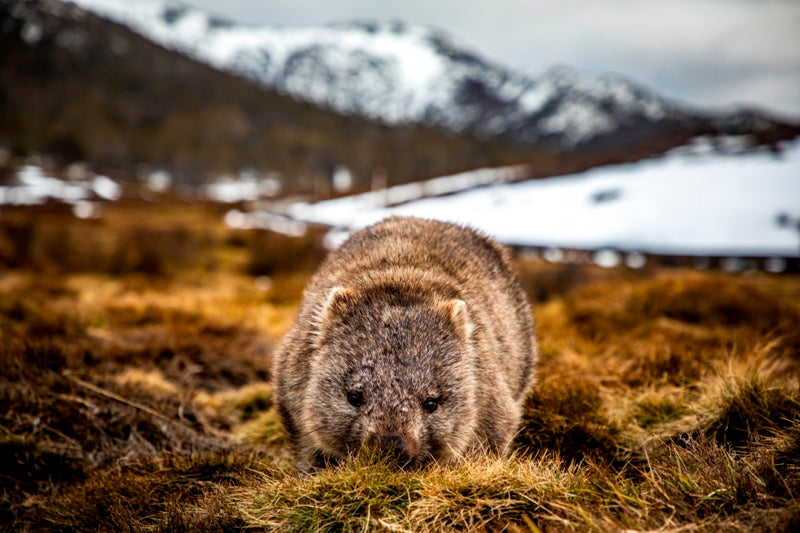 Cradle Mountain Wombat