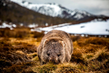Cradle Mountain Wombat
