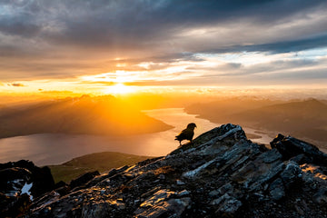 Kingdom of the Kea