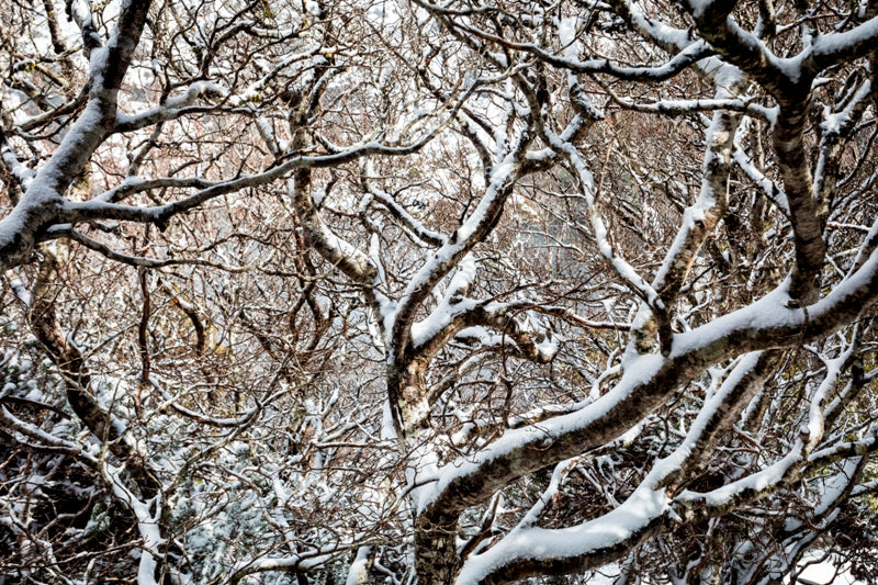 Winter in Tasmania