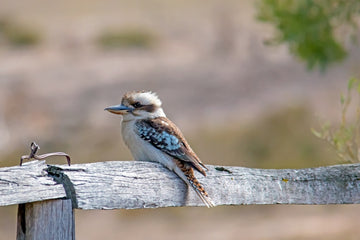 Laughing Kookaburra