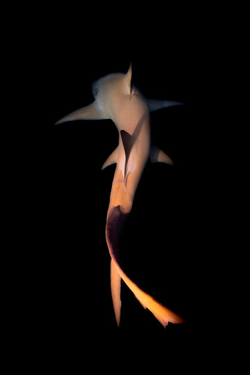 Lemon Shark