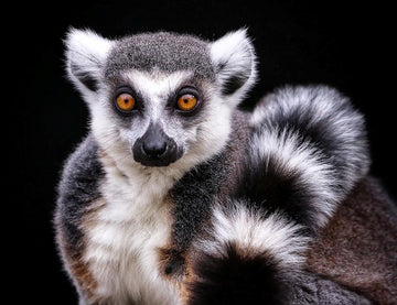 Lemur