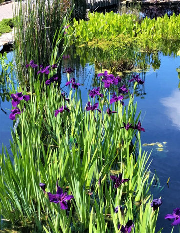 Lillies
