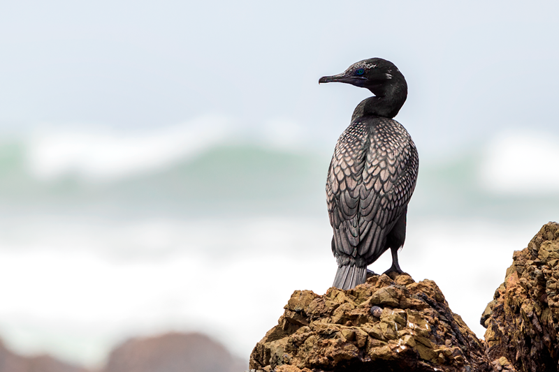 Little Black Cormorant