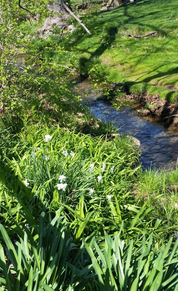 Little Creek