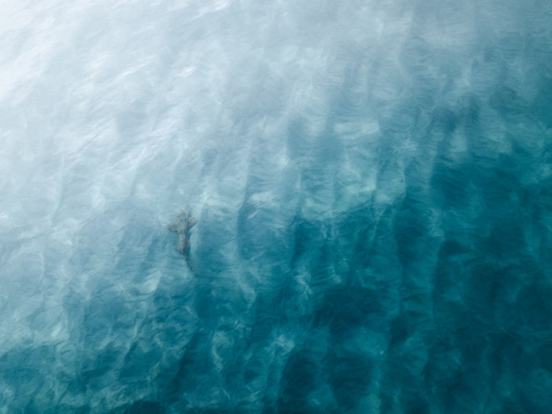 Little Sneaky Shark