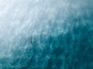 Little Sneaky Shark