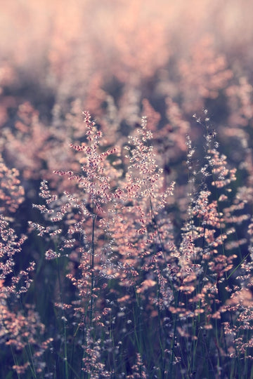 Little Whispers