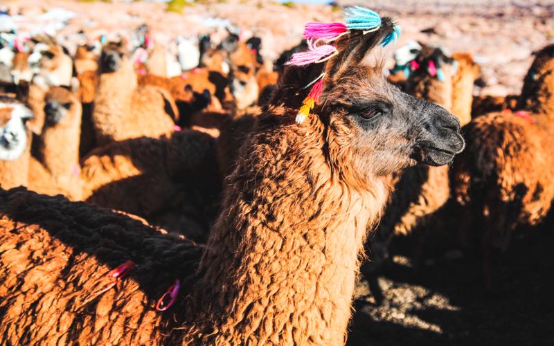 Llama