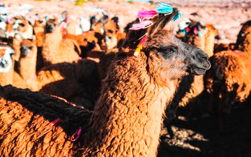 Llama