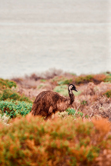 Locals of Shark Bay