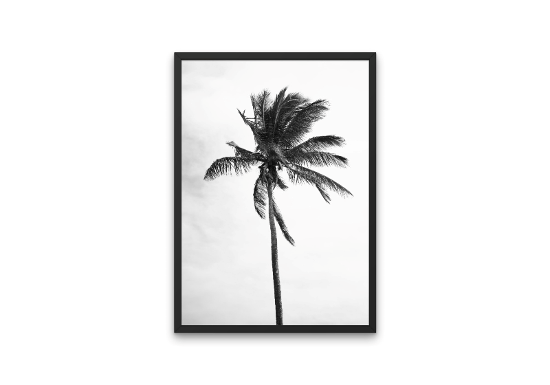Lone Palm
