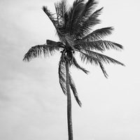 Lone Palm