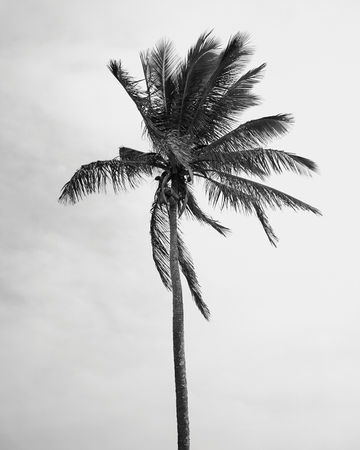 Lone Palm