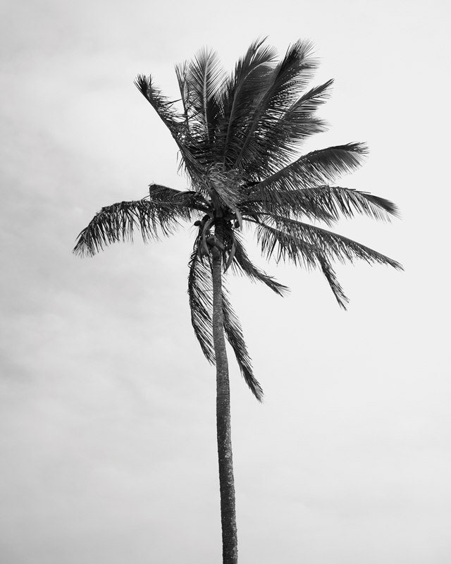 Lone Palm
