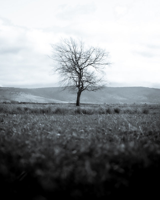 Lone Tree