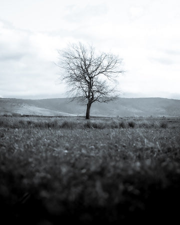 Lone Tree
