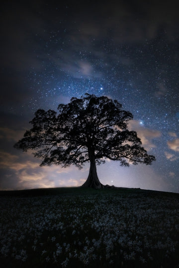 Lone Tree