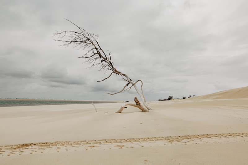 Lonely Tree