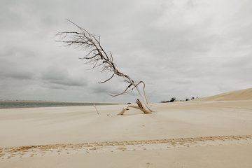 Lonely Tree